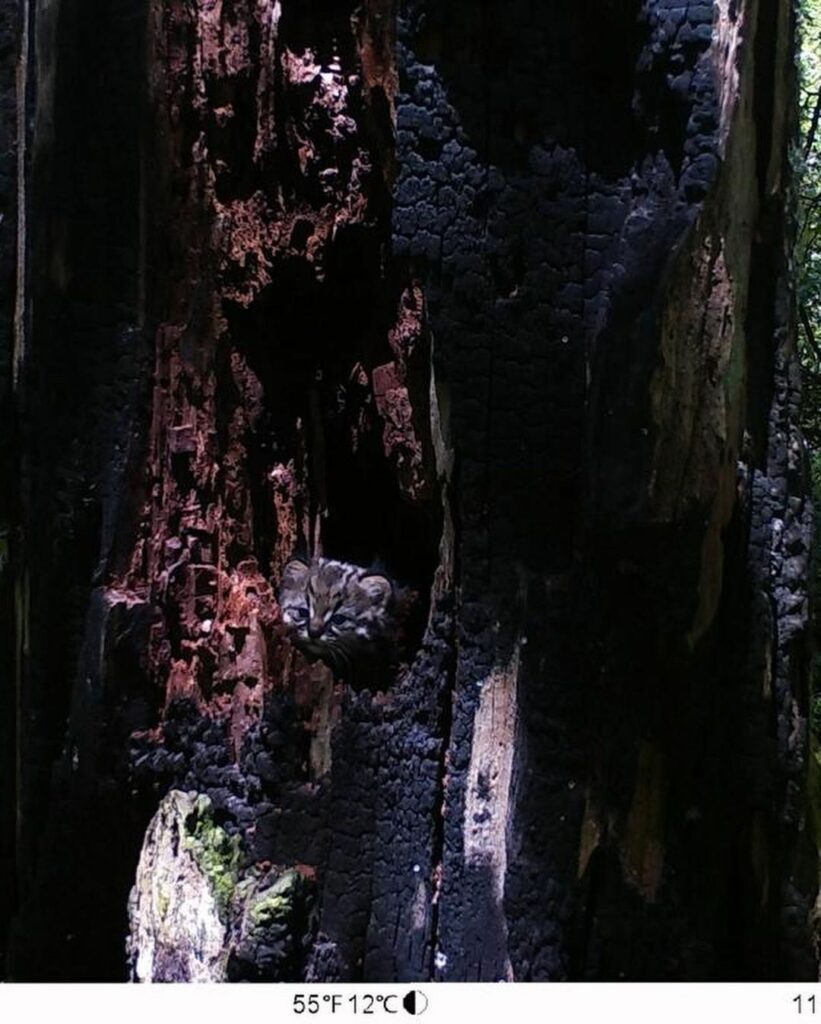 Güiña usa cavidad en árbol quemado. Créditos Ecos Lab.