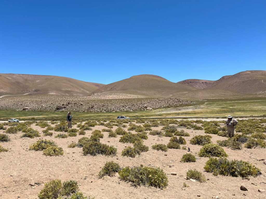 El verde paisaje del desierto de Atacama.
