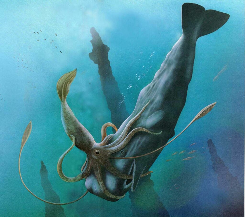 Ilustración de un kraken luchando contra un cachalote. Créditos: Imagen extraída de Pinterest