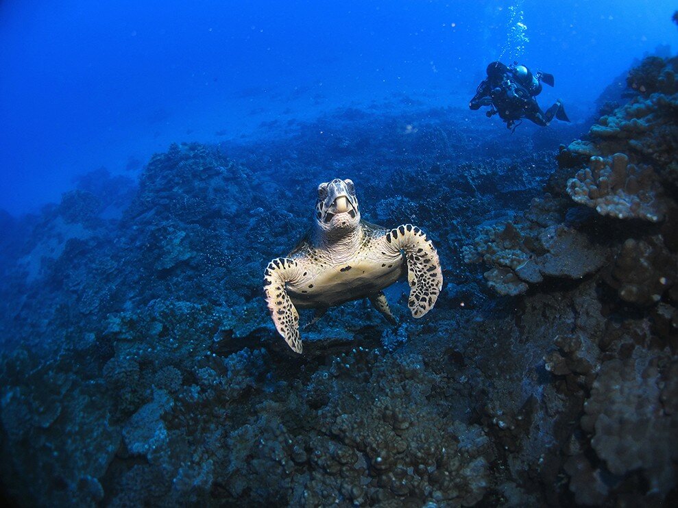 Tortuga avistada durante buceo en la isla de Rapa Nui