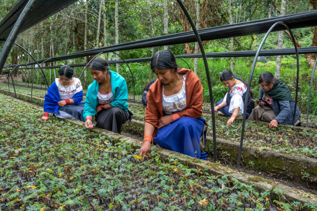 Mujeres supervisan el crecimiento de esquejes en un vivero en Larcacunga, región de Imbabura, Ecuador, antes de la plantación. Créditos: Juan Carlos Valarezo / Aves y Conservación / Acción Andina)