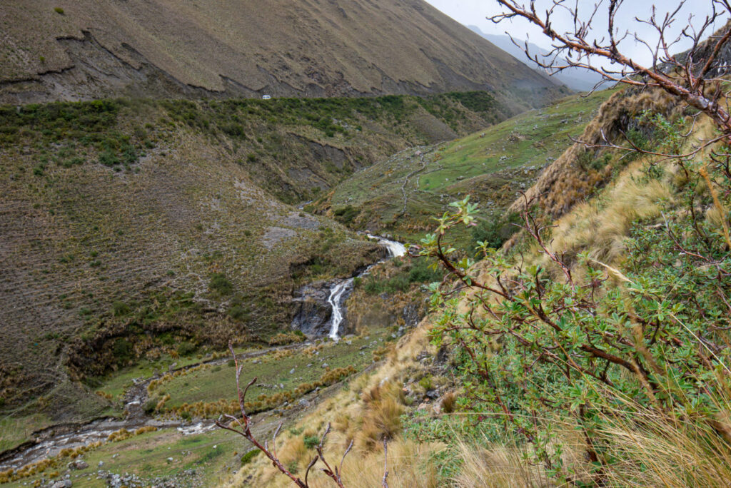 Las comunidades de los alrededores de Cusco plantan queñual en tierras altas para proteger el agua, ya que las raíces de esta especie pueden arraigarse incluso en suelos pedregosos, ayudando a prevenir la erosión del suelo y favoreciendo la formación de musgos y hierbas que retienen la humedad y captan el agua de lluvia. Créditos: Paulo Silvera