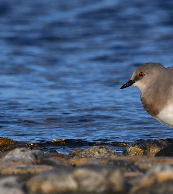 Convención de Especies Migratorias reconoce al Chorlo de Magallanes como especie en peligro