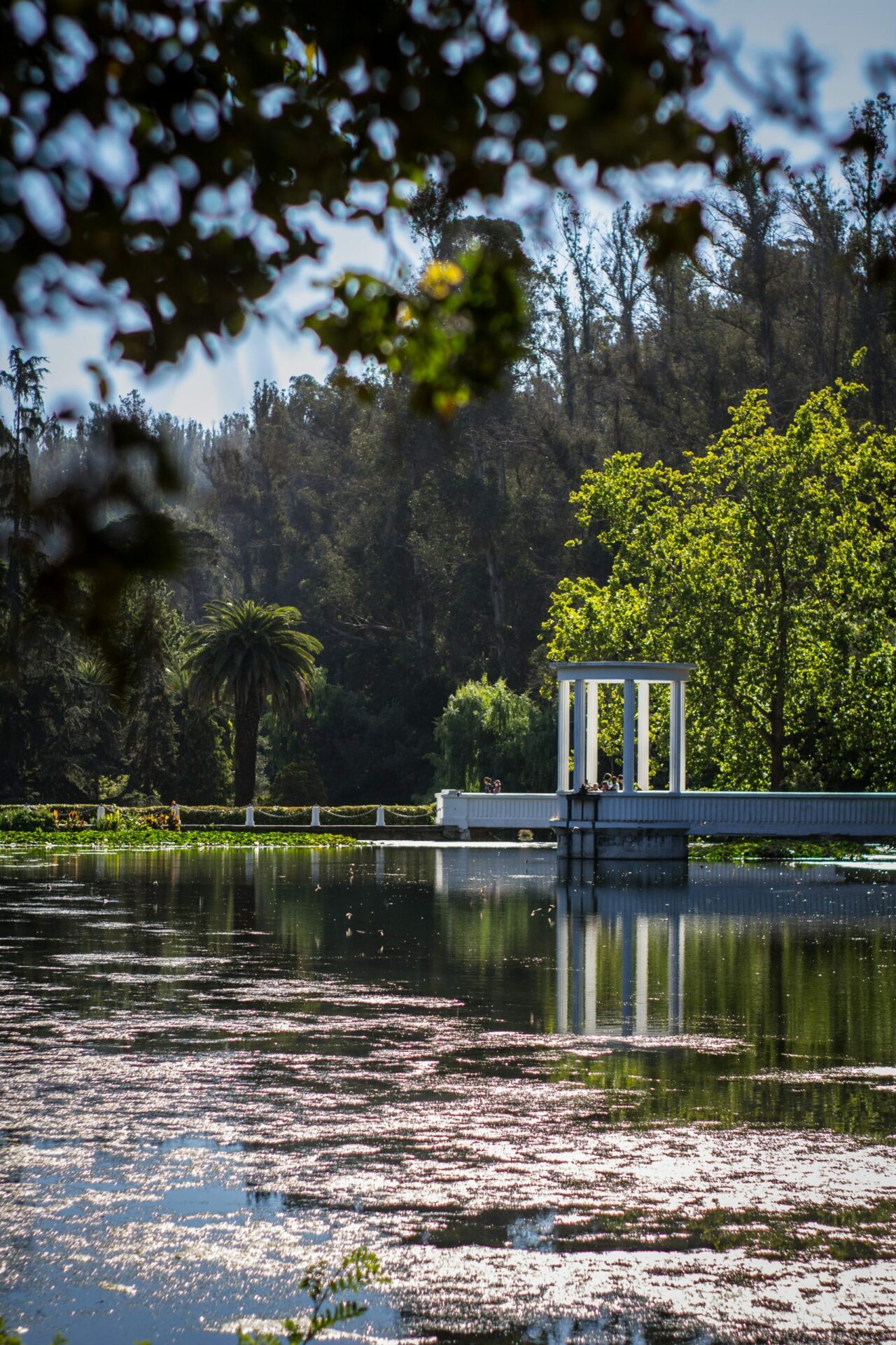 Jardín Botánico Nacional de Viña del Mar: la historia y el trabajo de conservación detrás de un recinto reducido a cenizas