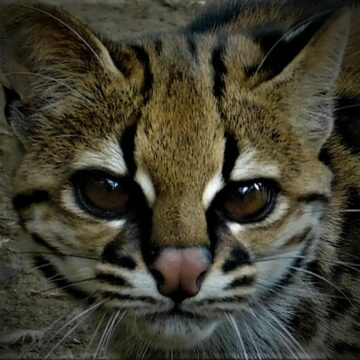 Al rescate de los tigrillos de Latinoamérica: Descubrimiento de nueva especie cambia todo lo que sabíamos sobre la conservación de estos felinos