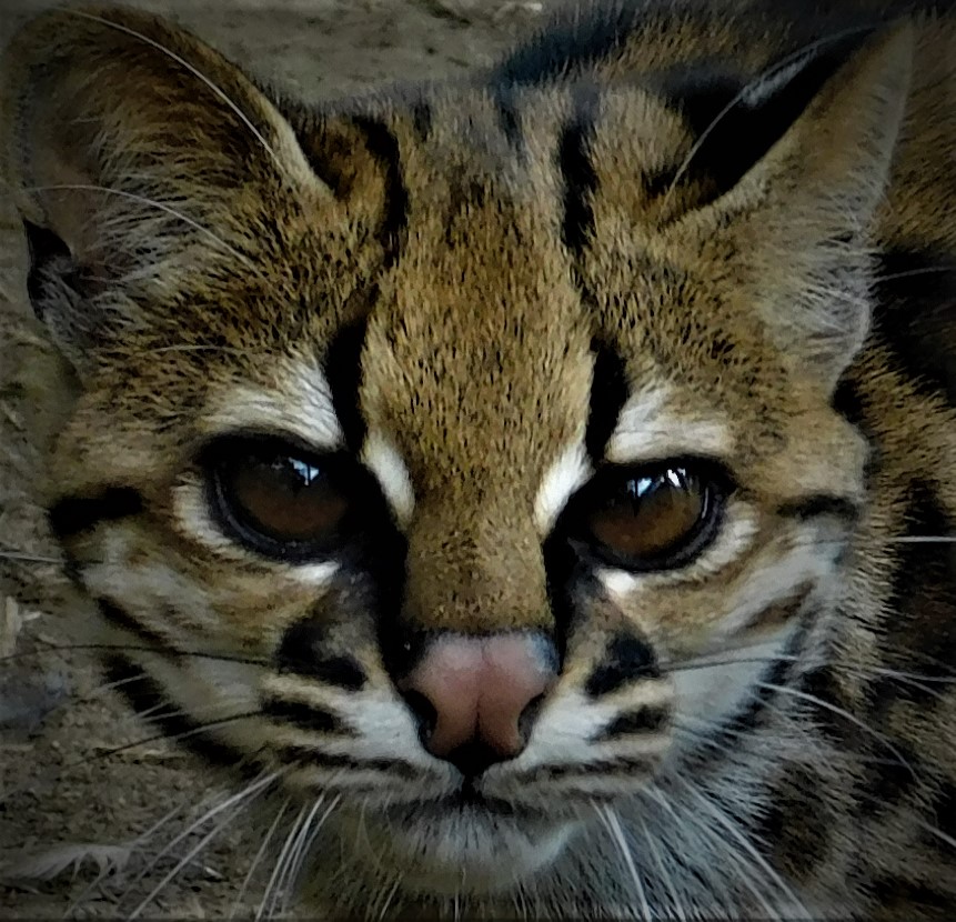 Al rescate de los tigrillos de Latinoamérica: Descubrimiento de nueva especie cambia todo lo que sabíamos sobre la conservación de estos felinos