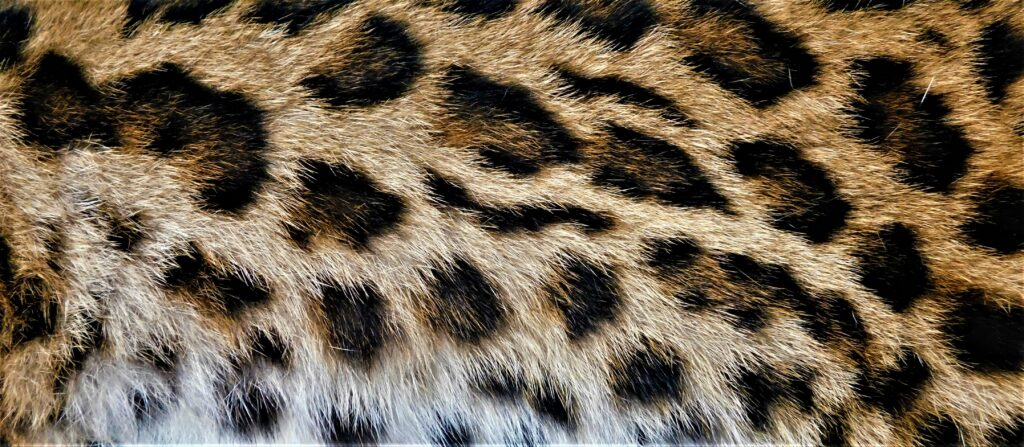 tigrillo nebuloso (Leopardus pardinoides), Créditos: Andean Tiger Cat Conservation Project