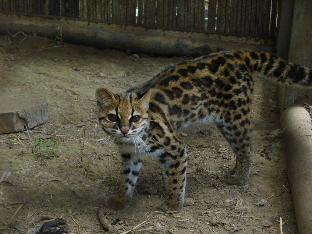 tigrillo nebuloso (Leopardus pardinoides), Créditos: Andean Tiger Cat Conservation Project