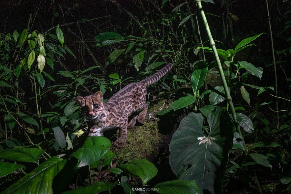 tigrillo nebuloso (Leopardus pardinoides), Créditos: Camilo Botero