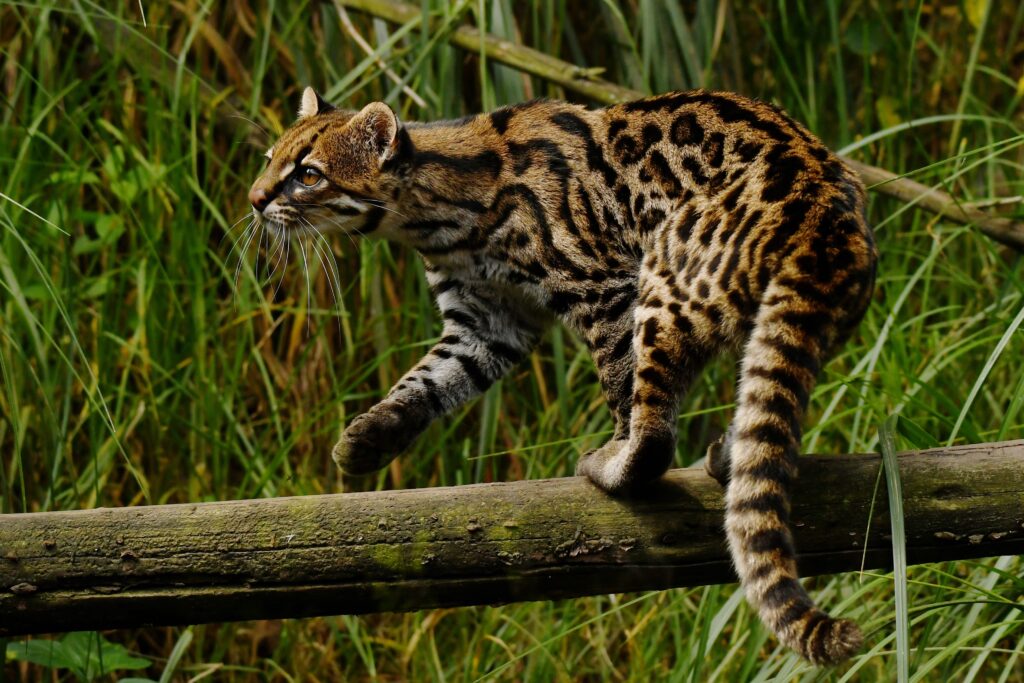 tigrillo nebuloso (Leopardus pardinoides), Créditos: Johannes Pfeiderer