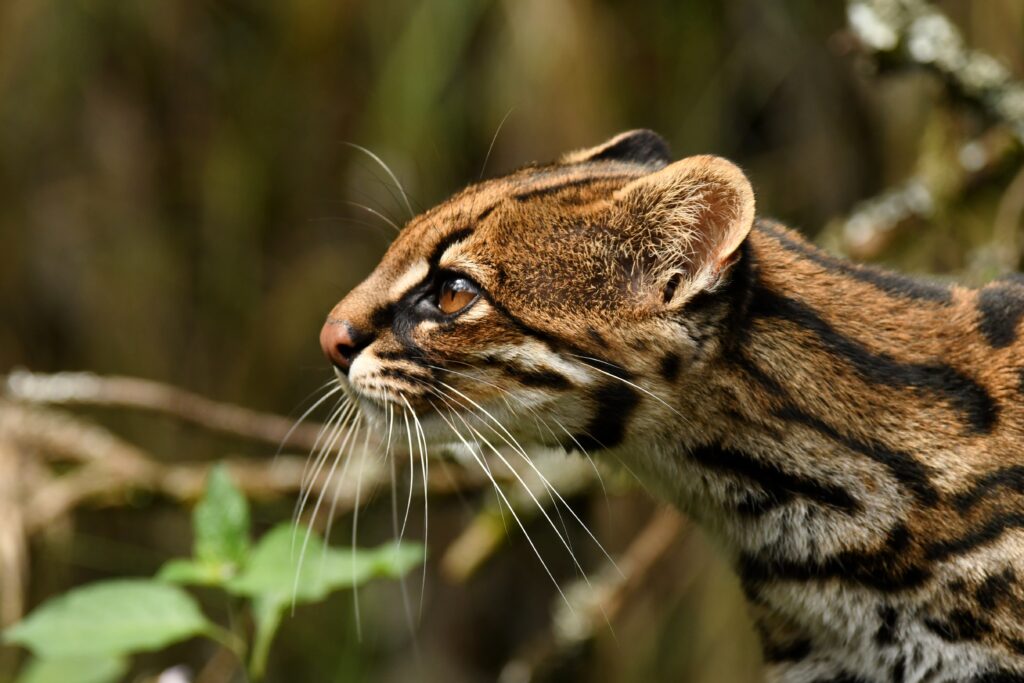 tigrillo nebuloso (Leopardus pardinoides), Créditos: Johannes Pfeiderer