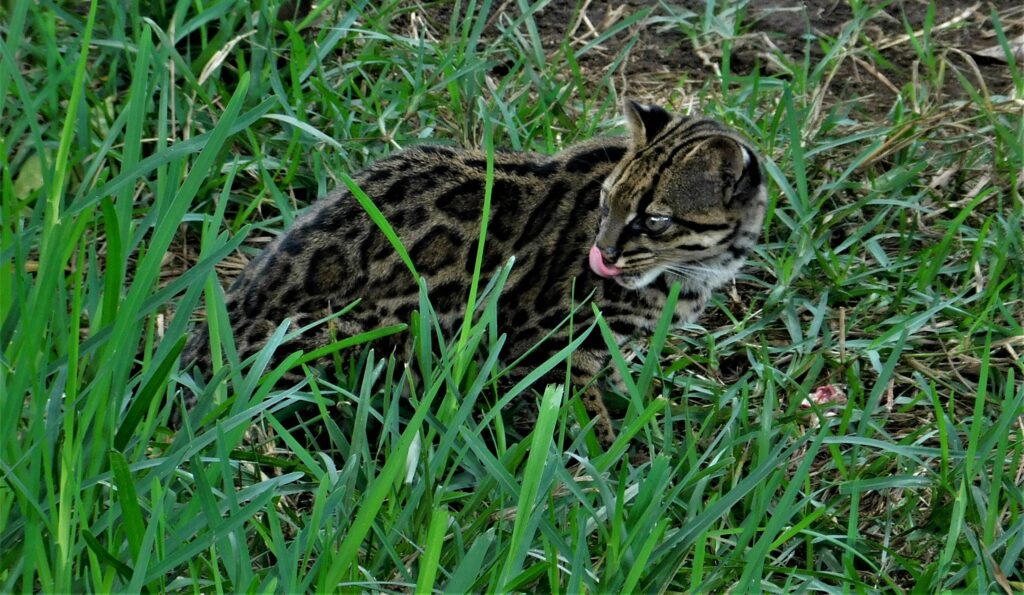 tigrillo nebuloso (Leopardus pardinoides), Créditos: Tadeu Gomes de Oliveira