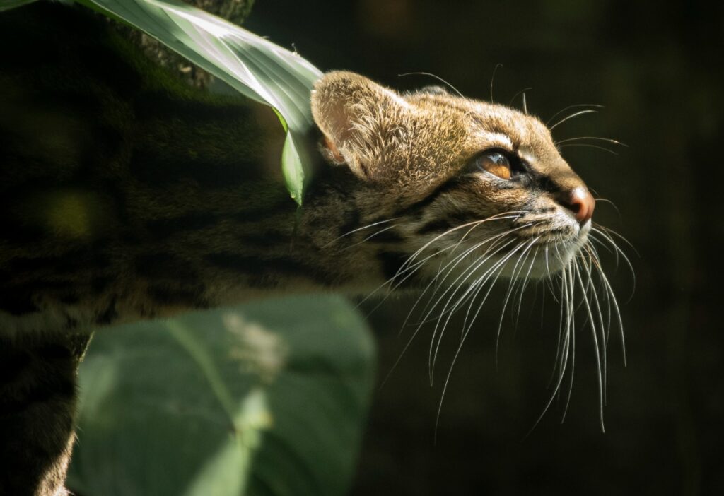 tigrillo nebuloso (Leopardus pardinoides), Créditos: Yilder Esteban Gonzalez Montengro