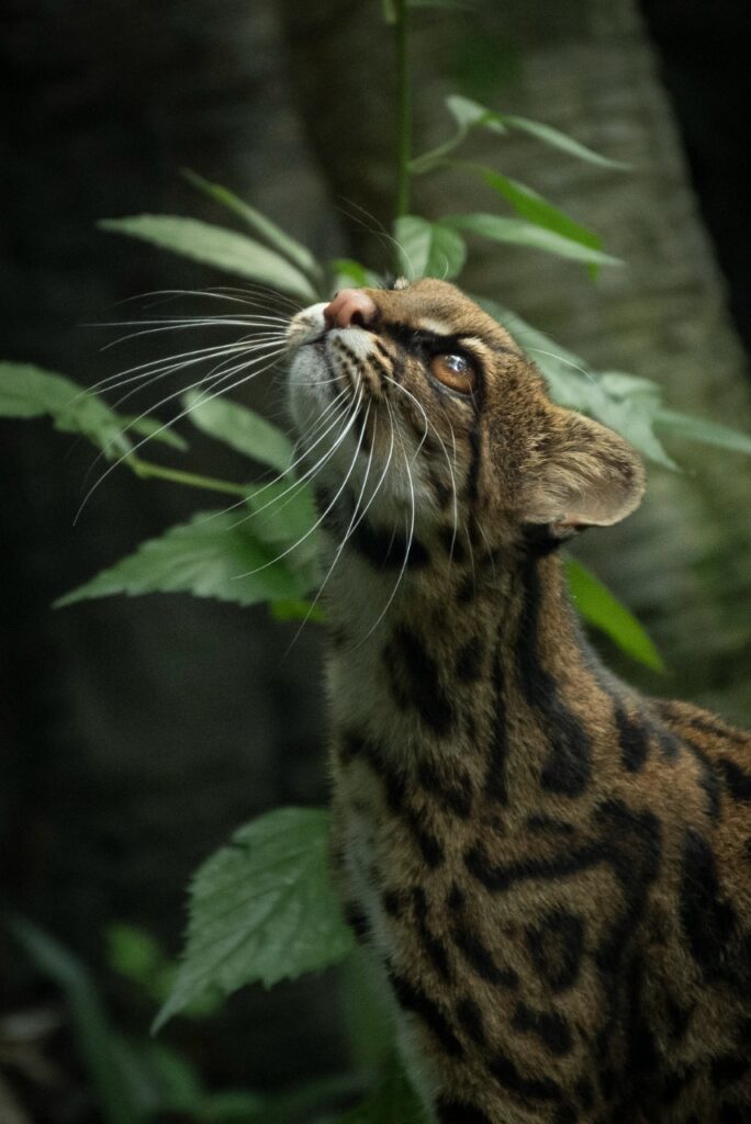 tigrillo nebuloso (Leopardus pardinoides), Créditos: Yilder Esteban Gonzalez Montengro