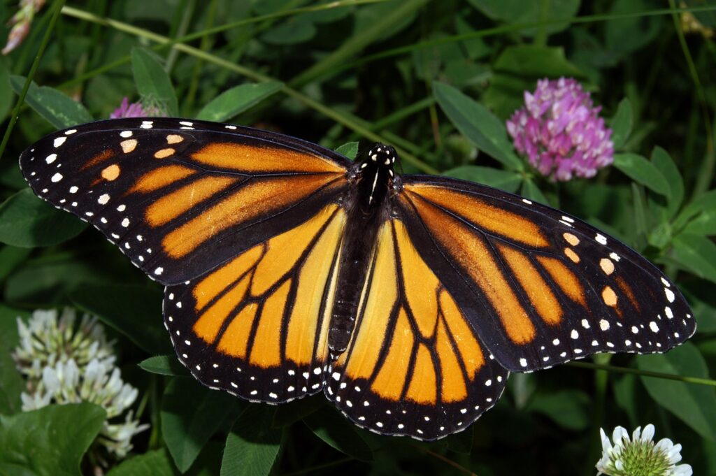 Mariposa monarca. Danaus Plexippus. Créditos Kenneth Dwain Harrelson/Wikimedia Commons