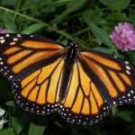 Mariposa monarca. Danaus Plexippus. Créditos Kenneth Dwain Harrelson/Wikimedia Commons