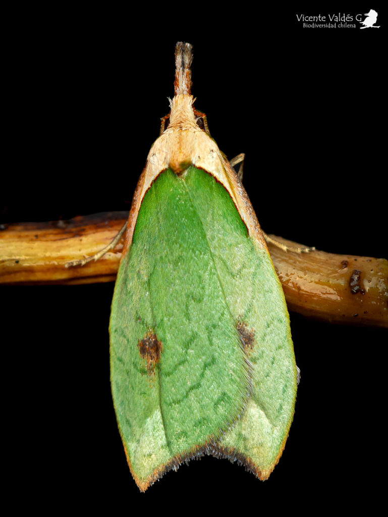 Psinidea viridis. Créditos Vicente Valdés/Biodiversidad Chilena.