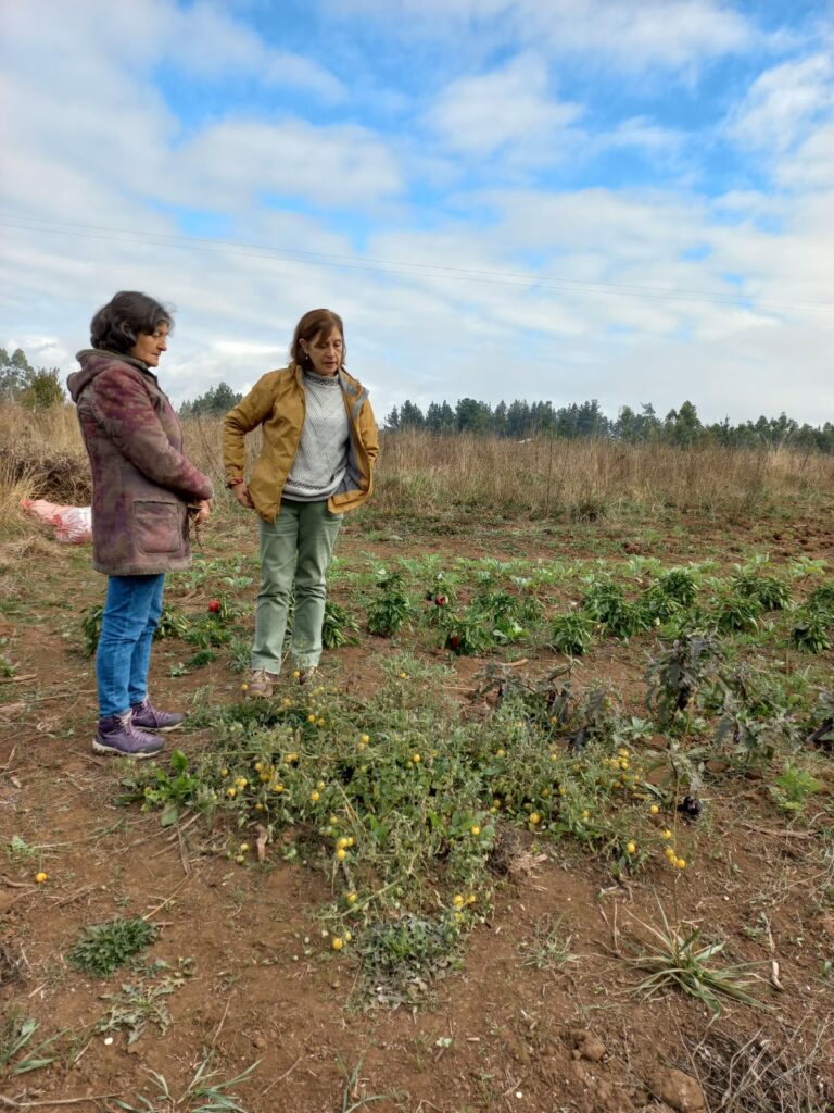 Familia cuidando sus cultivos. Créditos: Semilla Austral.