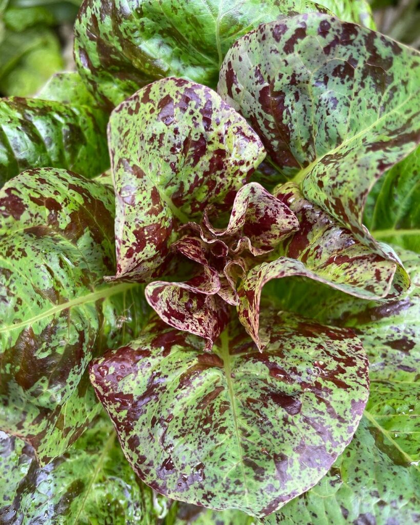 Lechuga pecosa. Créditos: Semillas Austral.