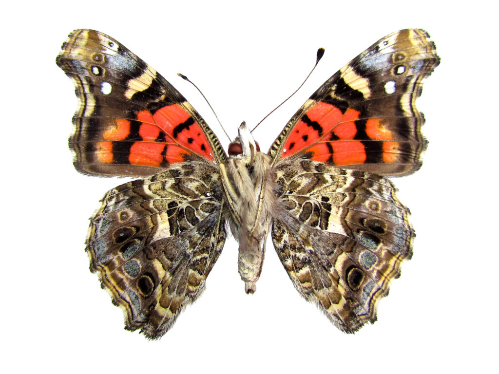 Vanessa Carye. Vista ventral. Mariposa nativa. Créditos Francisco Urra.
