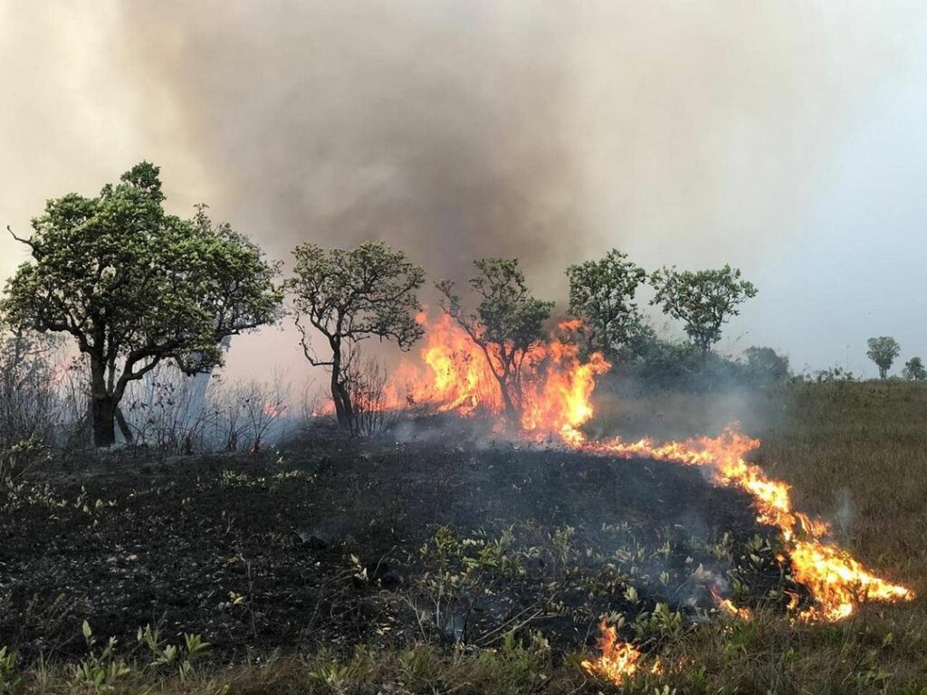 Árboles quemándose de la Amazonia brasileña en medio de los incendios de 2019. Créditos: We are Guardians.