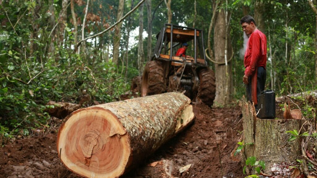 Tala ilegal de árboles en la Amazonia brasileña. Créditos: We are Guardians.