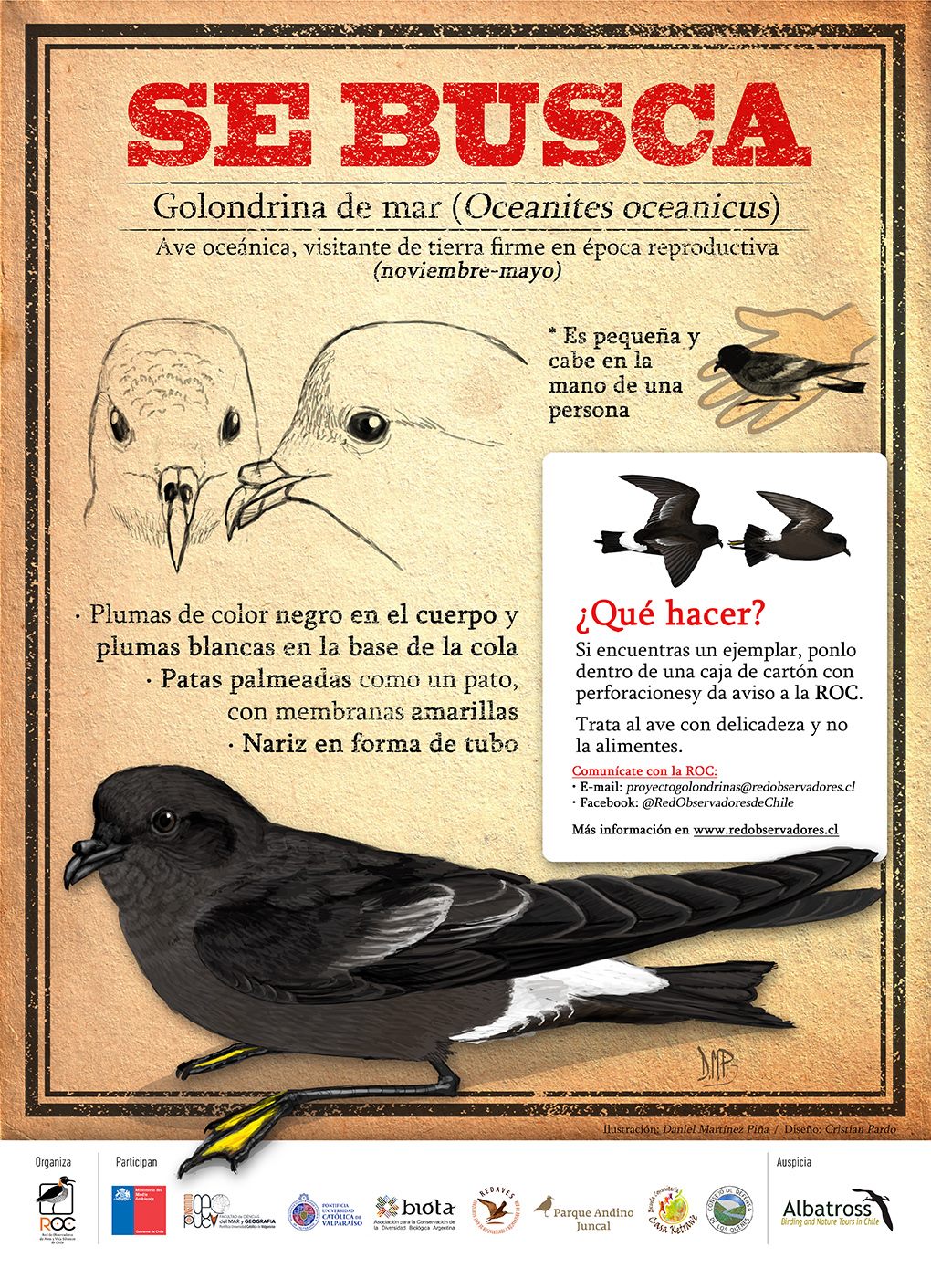 Afiche del Proyecto "Se Busca: Golondrinas de mar en la cordillera de Chile central"