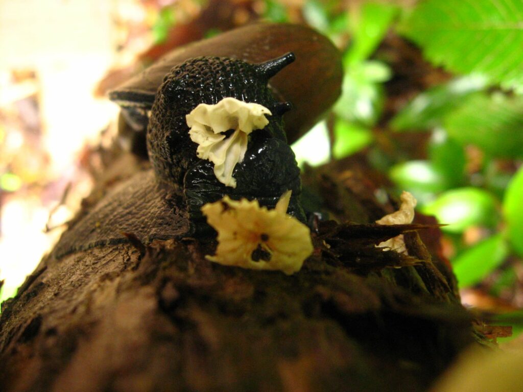 Caracol negro (Macrocyclis peruvianus) alimentándose de Marasmiellus alliodorun. Crédito Rouget alba