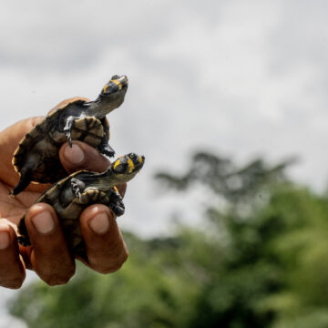 La exitosa misión del pueblo indígena Cofán para salvar a las tortugas de río en Ecuador