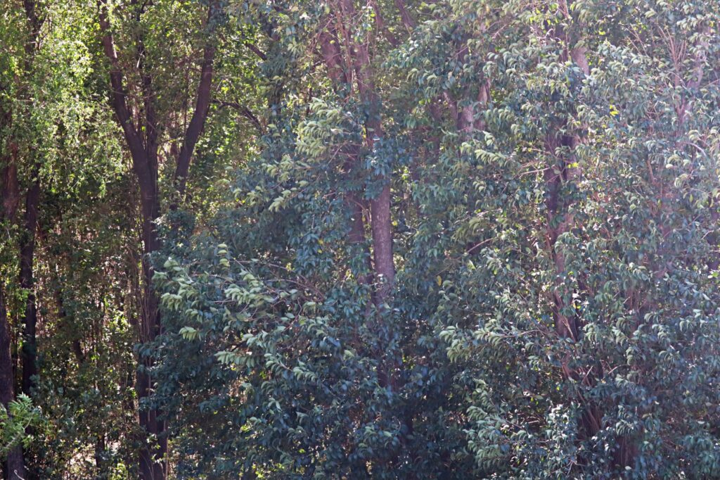 chinese-privet-dominated-forest-in-cordoba-argentina-daniela-lopez-dialogo-chino-img-1678-edit-scaled-1