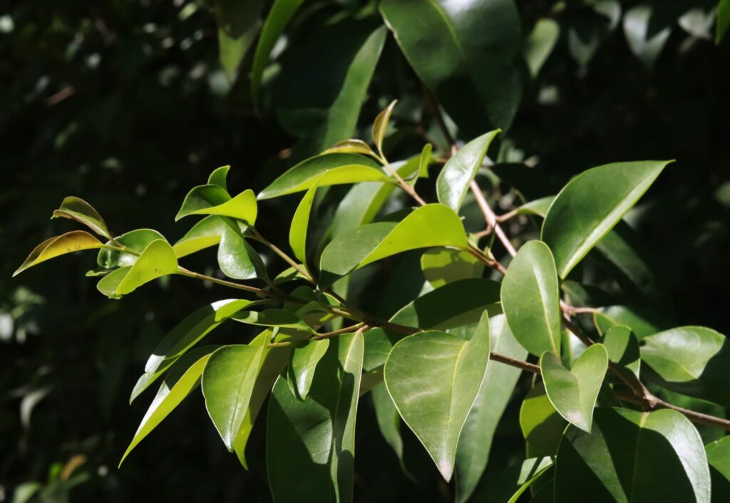 chinese-privet-siempreverde-tree-invasive-species-argentina-daniela-lopez-dialogo-chino-img-1566-edit-scaled-1