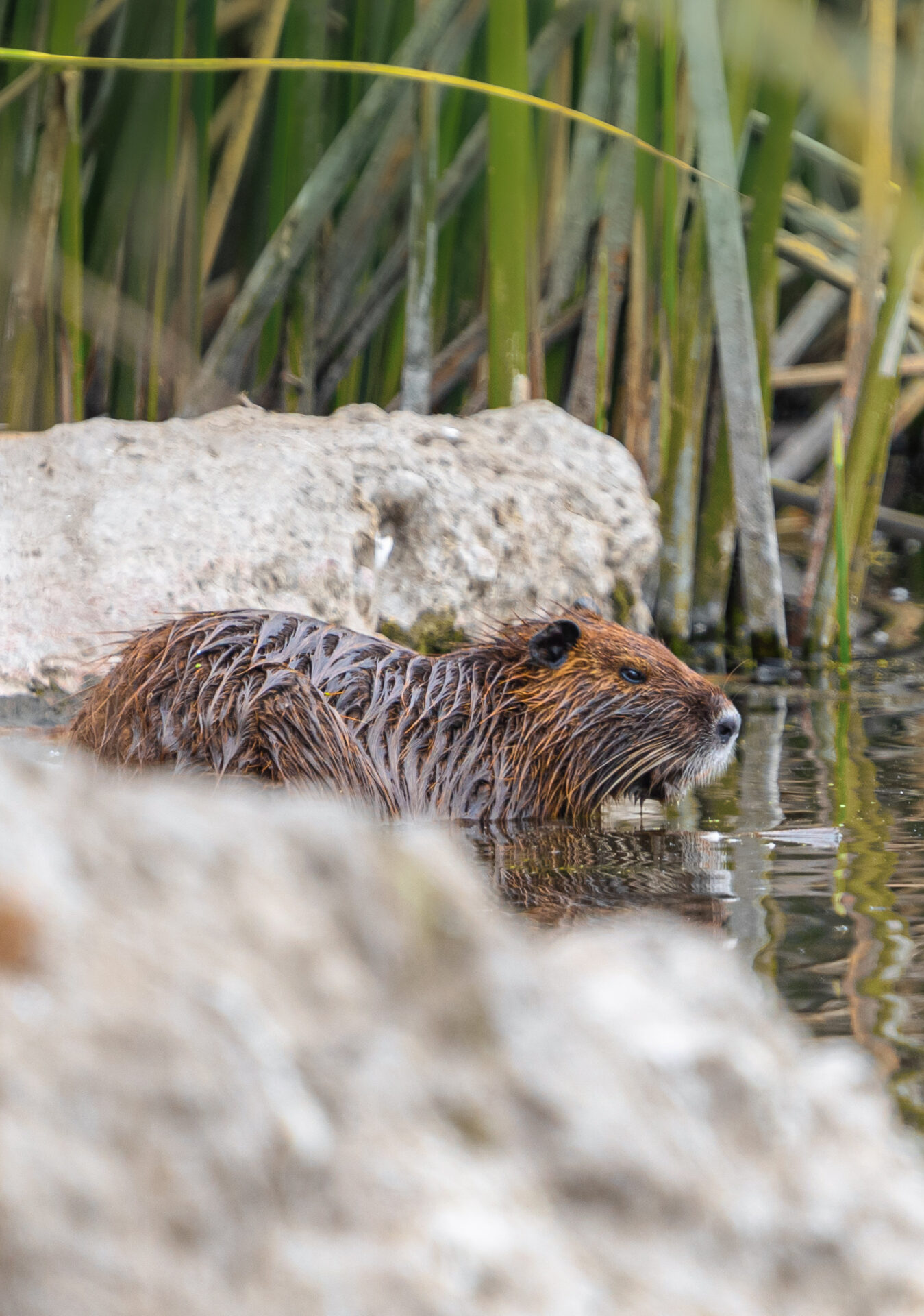 ¿Cómo distinguirlas? Algunas especies nativas de Chile que se parecen a las introducidas