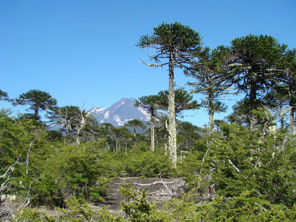 Volcán-Llaima