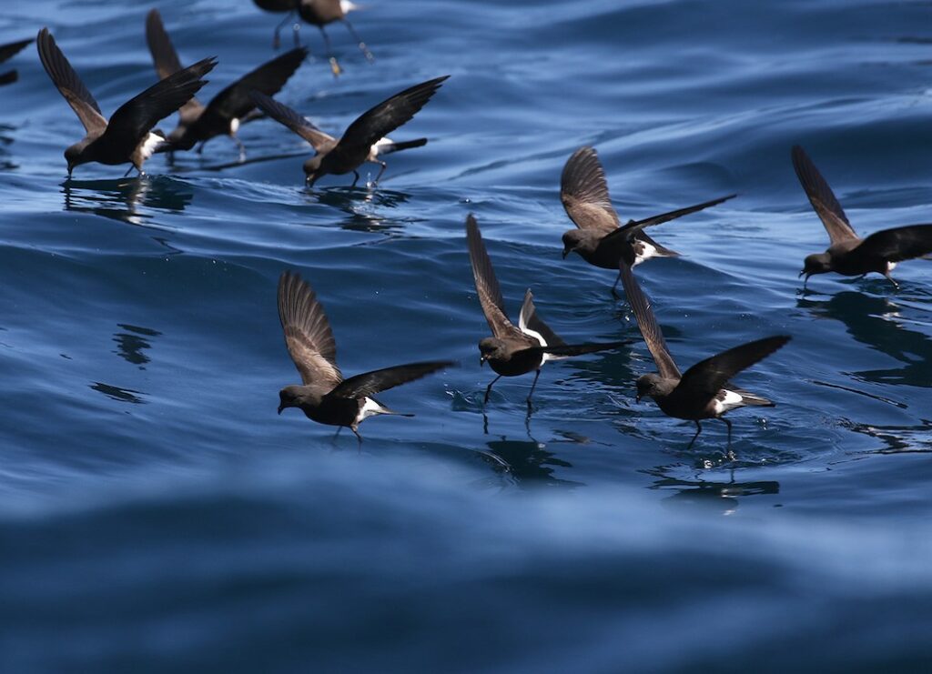 Golondrina de mar fueguina (Oceanites oceanicus chilensis), salida pelágica frente a Valparaíso, provincia de Valparaíso. Foto Fabrice Schmidt