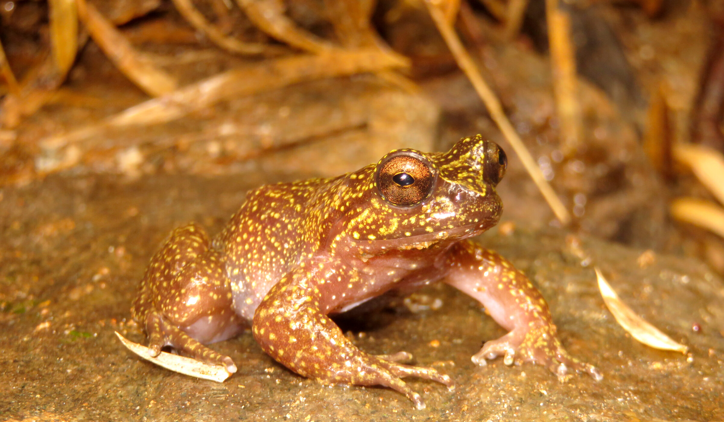 Descubren nueva población de rana micro endémica de Chile: es uno de los anfibios evolutivamente más únicos del mundo