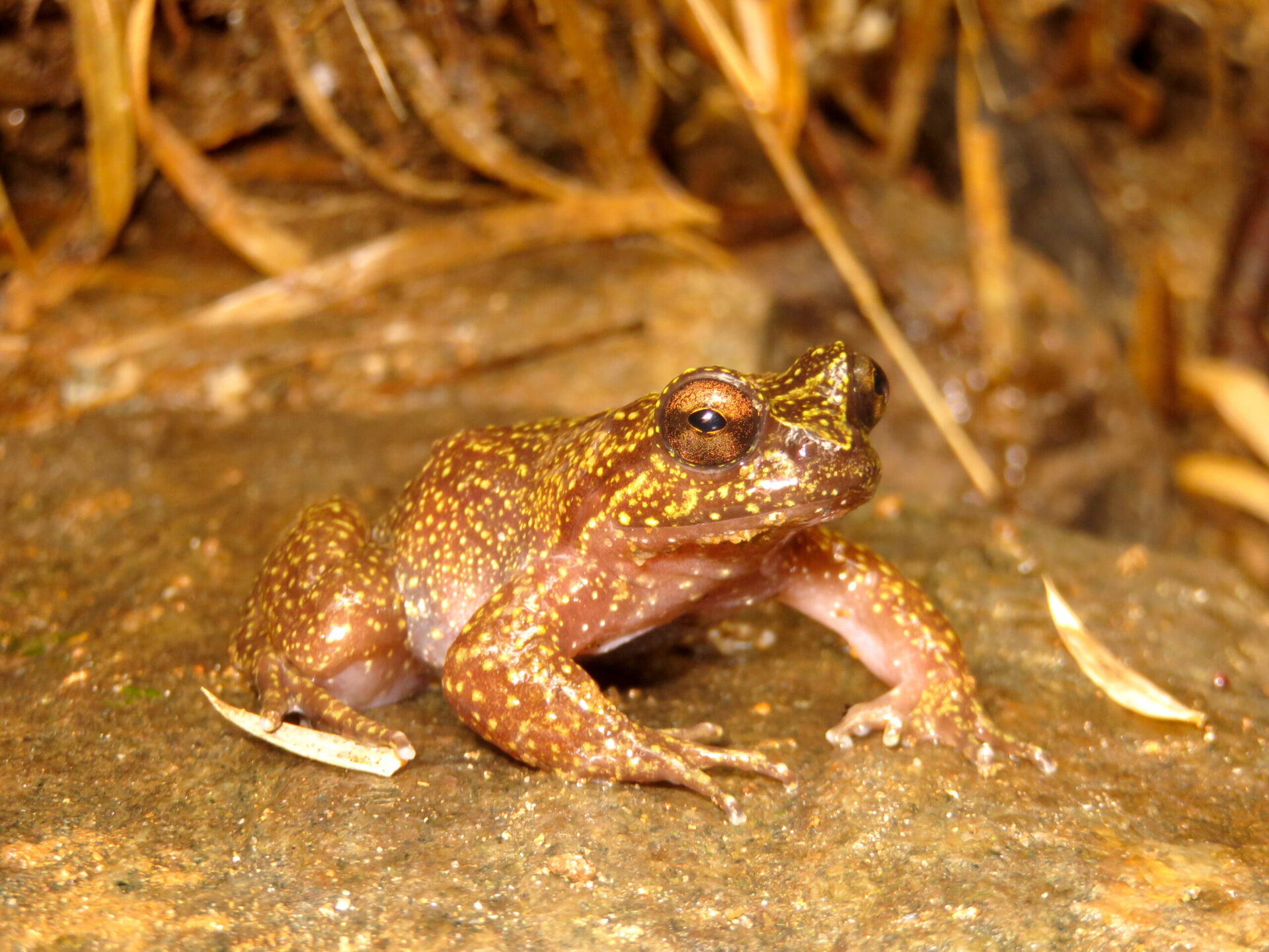 Descubren nueva población de rana micro endémica de Chile: es uno de los anfibios evolutivamente más únicos del mundo