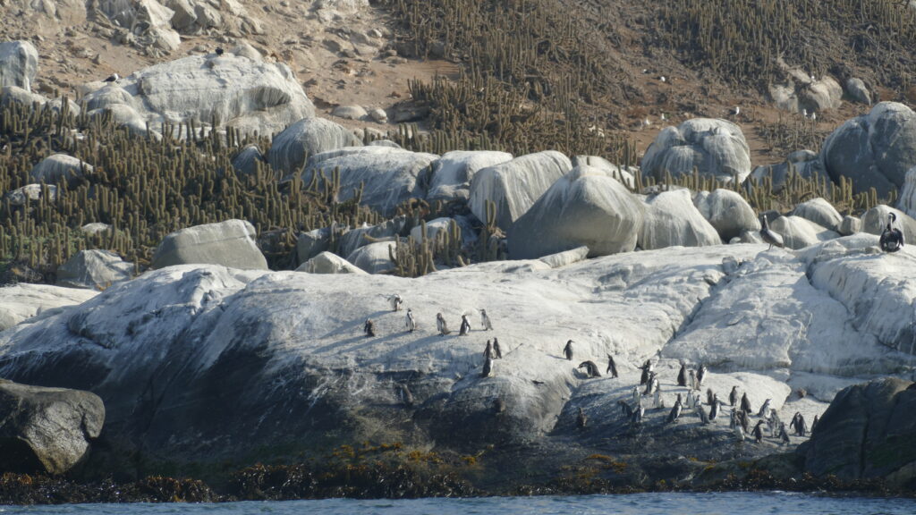 Confuso incidente: Helicóptero aterriza en Monumento Natural Isla de Cachagua, lugar de nidificación del amenazado pingüino de Humboldt