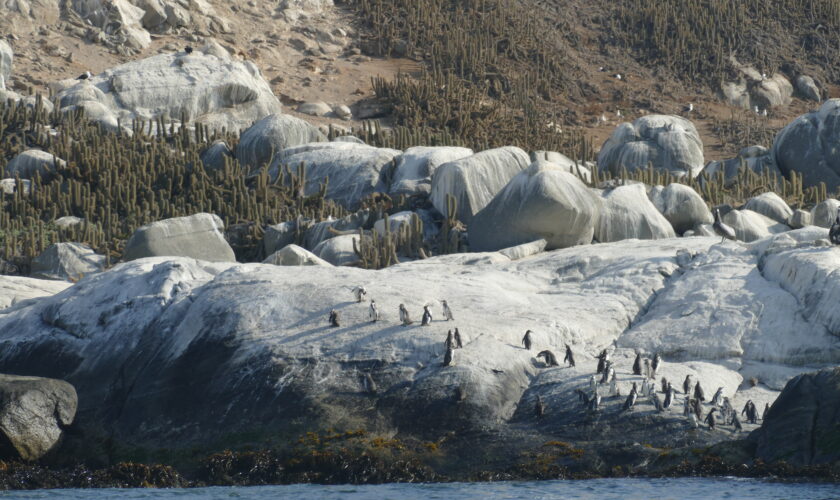 Confuso incidente: Helicóptero aterriza en Monumento Natural Isla de Cachagua, lugar de nidificación del amenazado pingüino de Humboldt