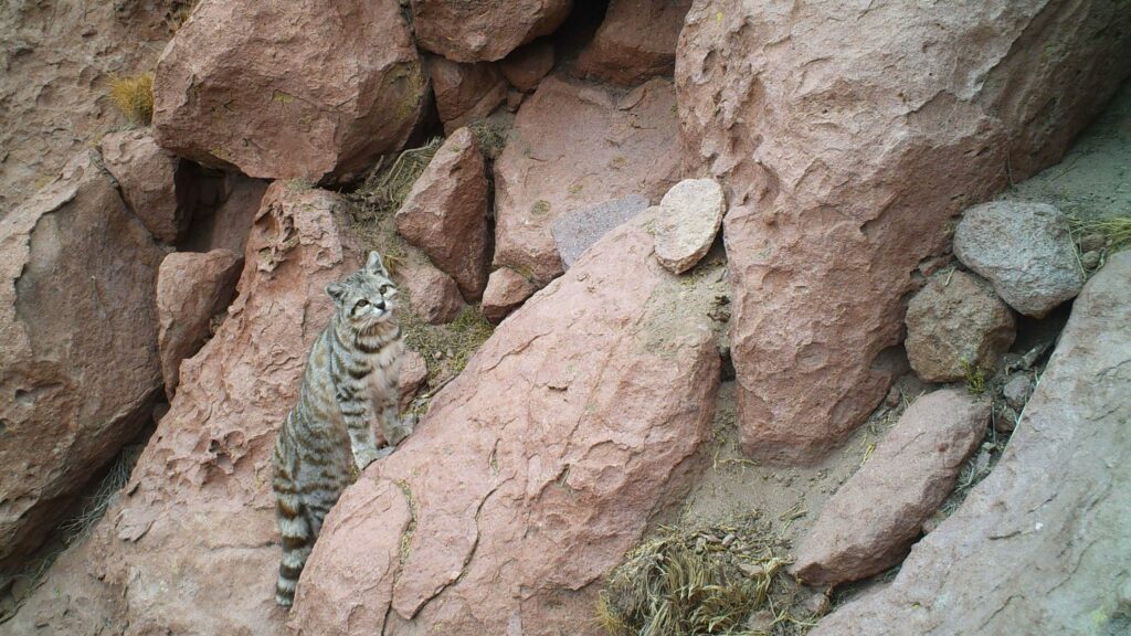 Reserva de Conservación Puritama: Más allá de sus termas, una maravilla de la biósfera