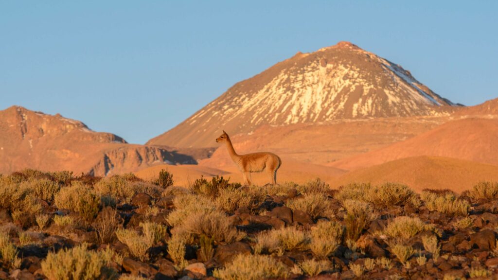 Reserva de Conservación Puritama: Más allá de sus termas, una maravilla de la biósfera