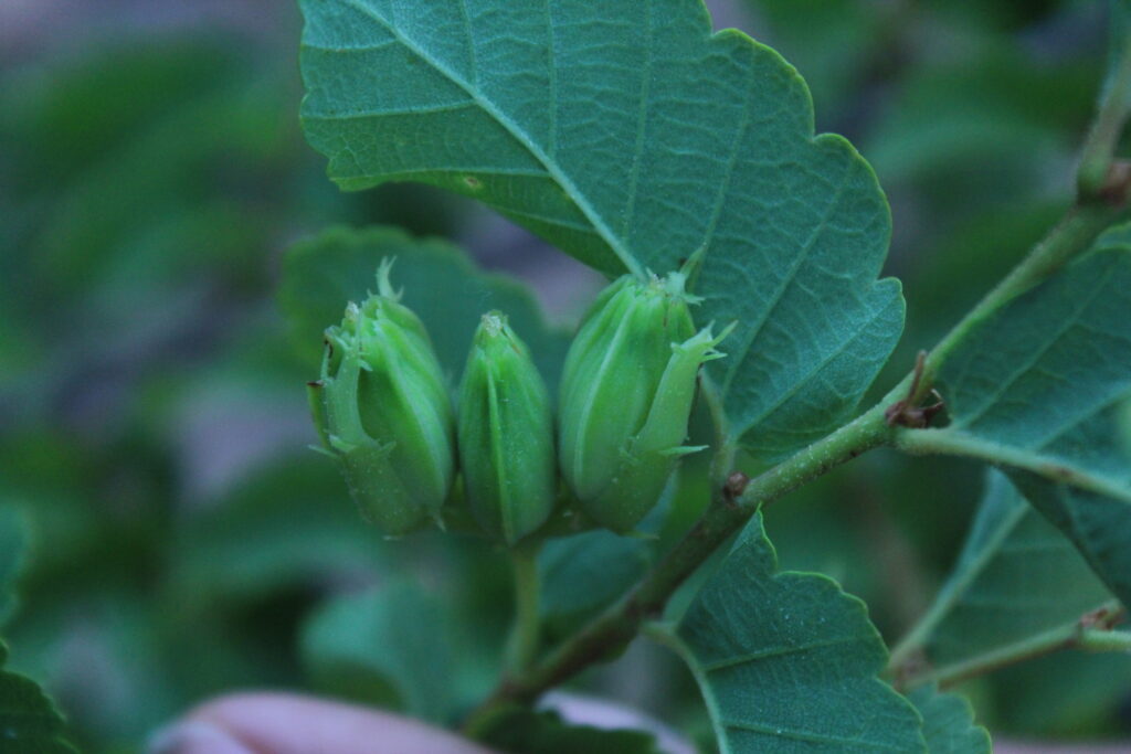 Descubre la diversidad de los Nothofagus en Chile con esta guía práctica para identificarlos