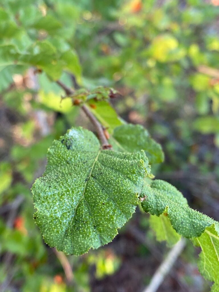 Descubre la diversidad de los Nothofagus en Chile con esta guía práctica para identificarlos