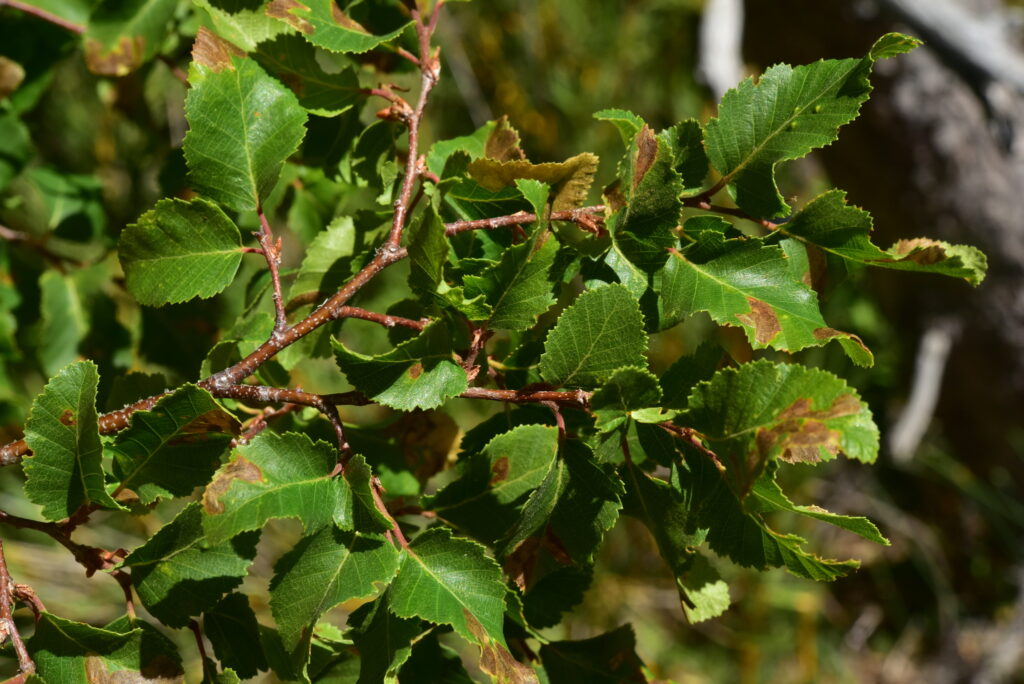 Descubre la diversidad de los Nothofagus en Chile con esta guía práctica para identificarlos