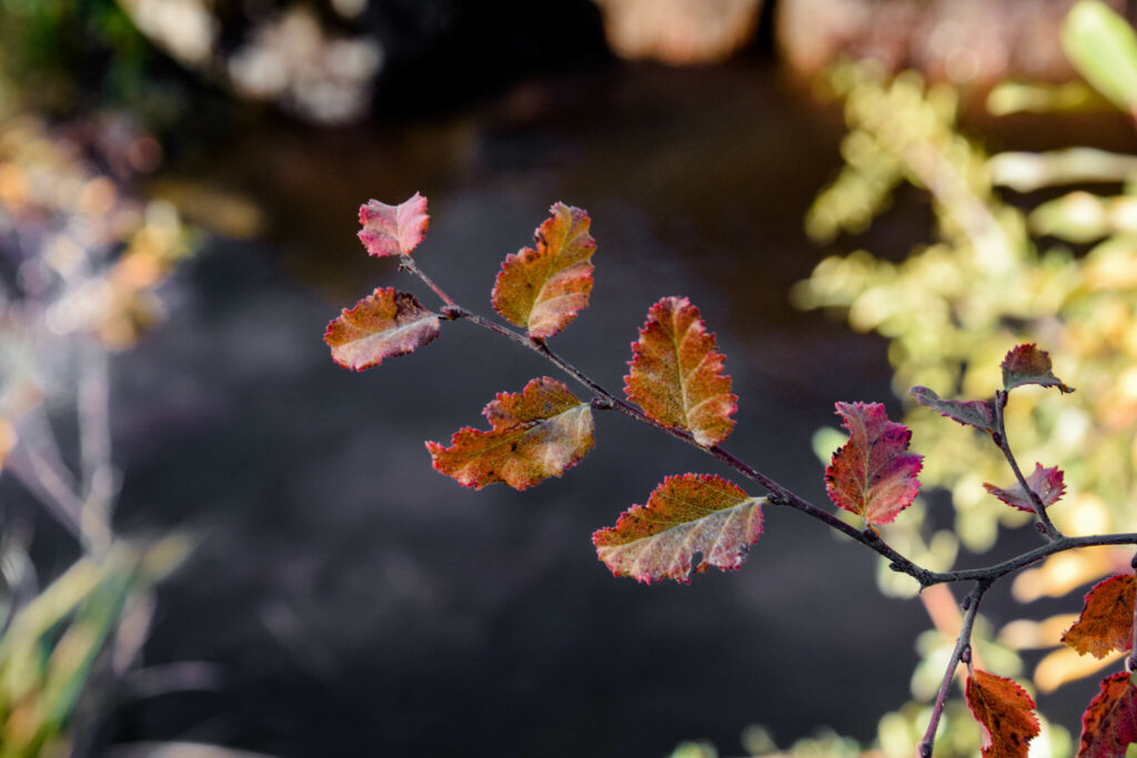 Descubre la diversidad de los Nothofagus en Chile con esta guía práctica para identificarlos