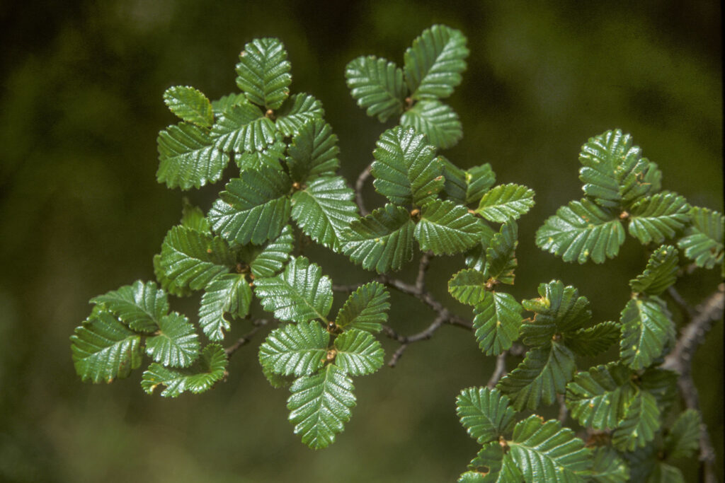 Descubre la diversidad de los Nothofagus en Chile con esta guía práctica para identificarlos