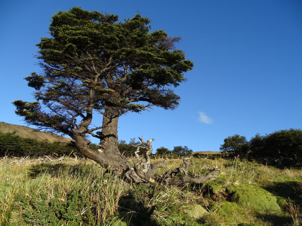 Descubre la diversidad de los Nothofagus en Chile con esta guía práctica para identificarlos