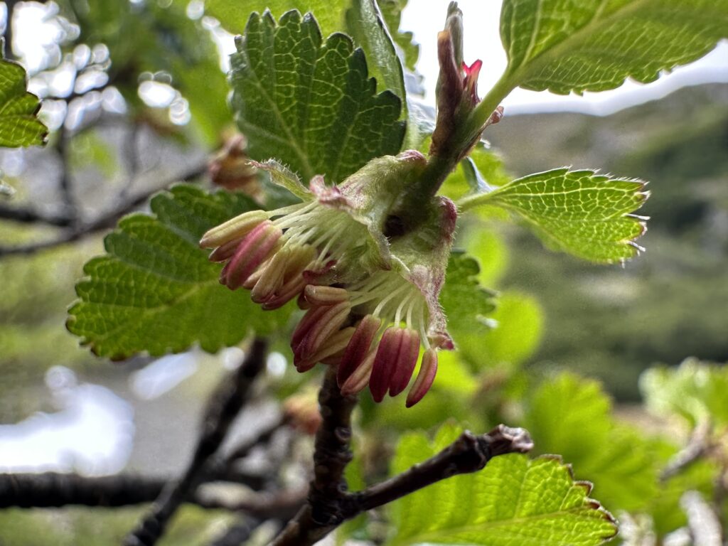 Descubre la diversidad de los Nothofagus en Chile con esta guía práctica para identificarlos