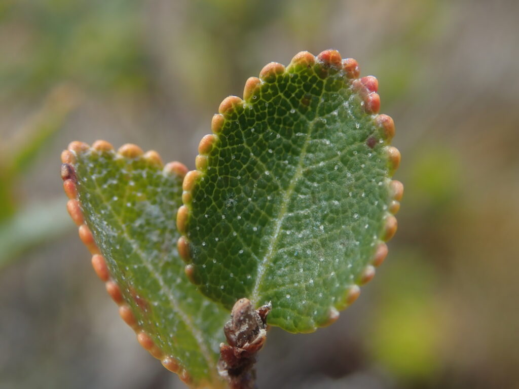 Descubre la diversidad de los Nothofagus en Chile con esta guía práctica para identificarlos