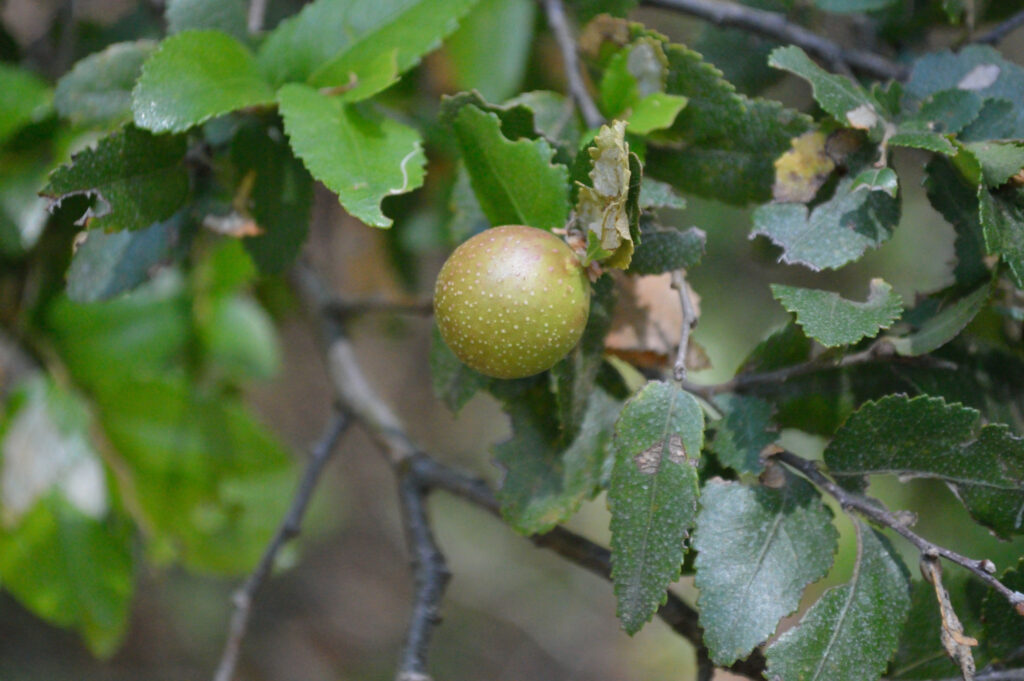 Descubre la diversidad de los Nothofagus en Chile con esta guía práctica para identificarlos