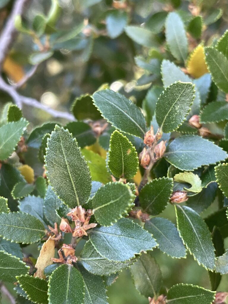 Descubre la diversidad de los Nothofagus en Chile con esta guía práctica para identificarlos